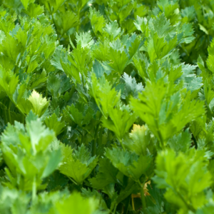 lovage, sea parsley, also known as lavose or liveche, begins with l