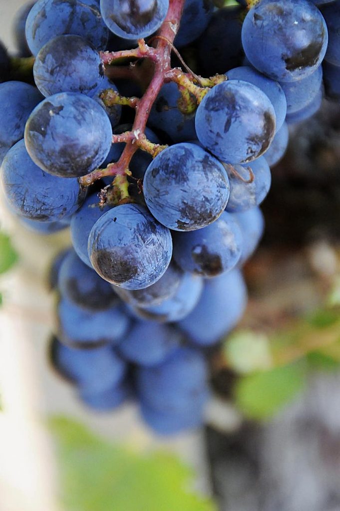 Xinomavro Grapes are blue in color and a good option for vines