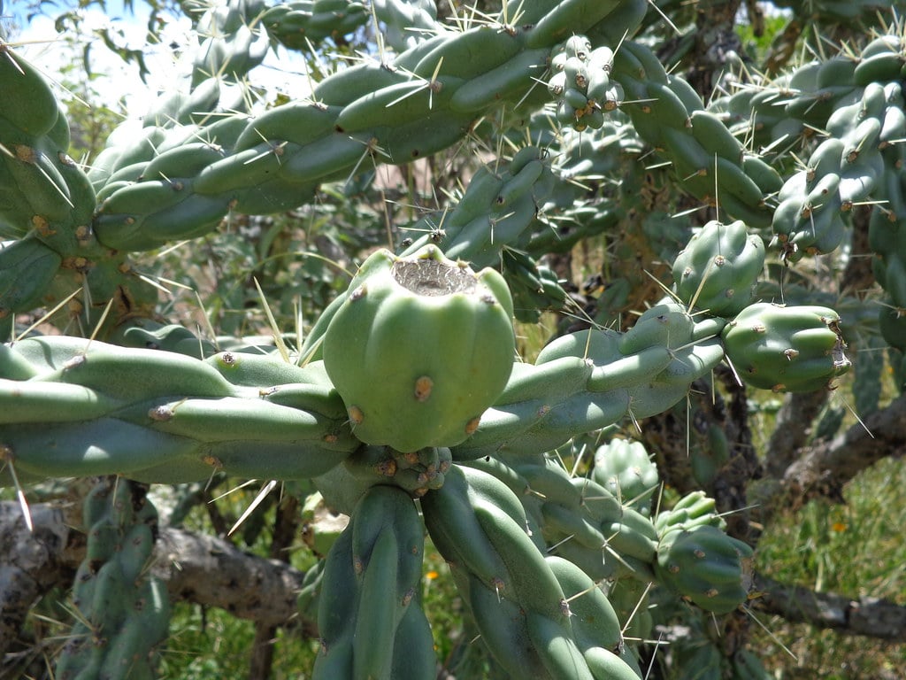 Xoconostle is the fruit of a spiky cactus, one of the foods that start with X