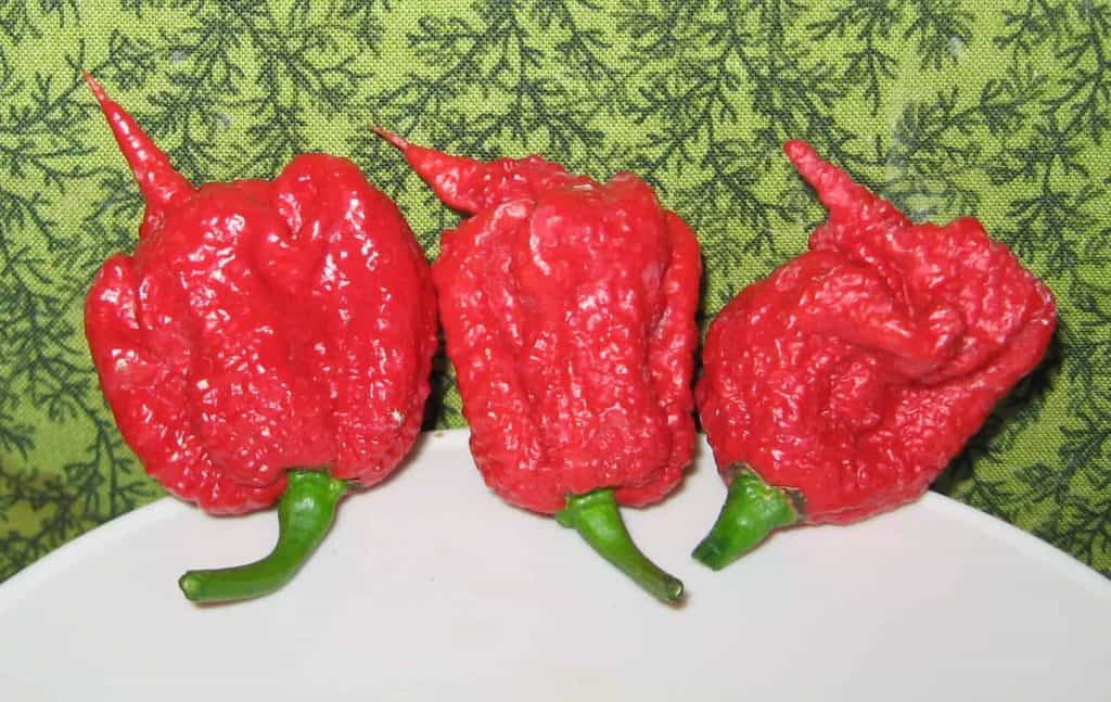 3 red hot looking Carolina Reaper Peppers, their texture looks like a dragon skin, scaly