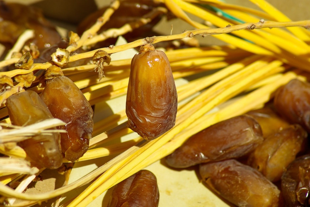 Brown-yellow date fruits hanging on a date tree branch