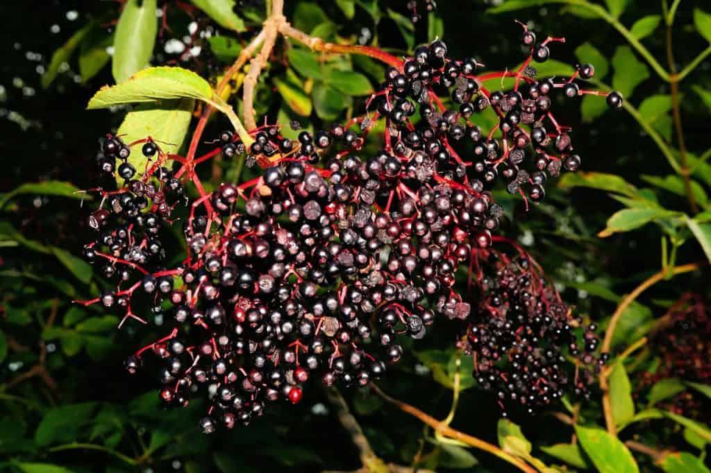 Black-red Elderberries on an elderyberry bush