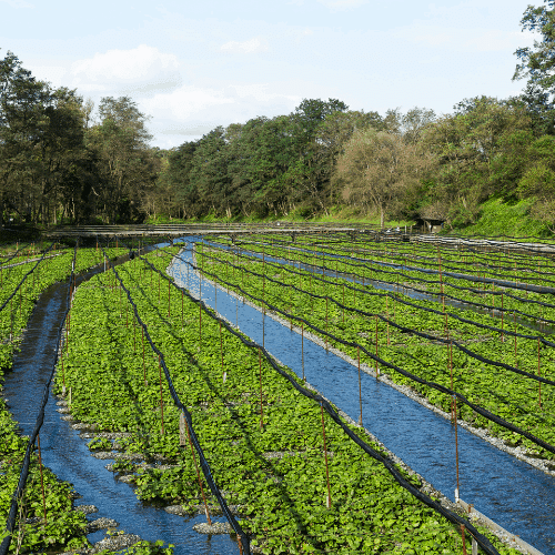 Water canals on a wasabi farm